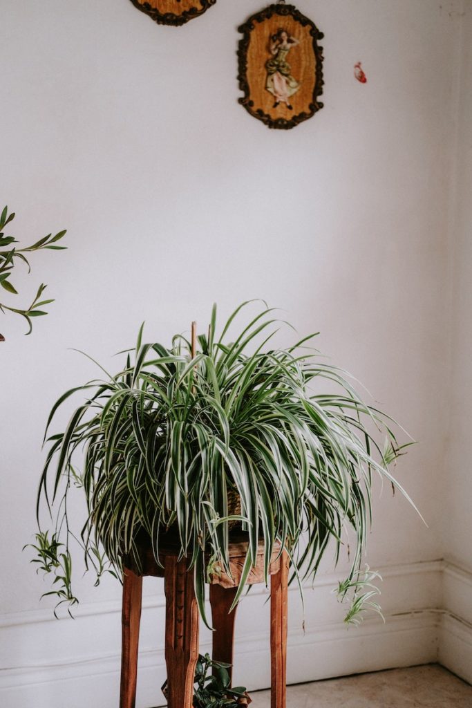 Spider Plant displayed in a Room