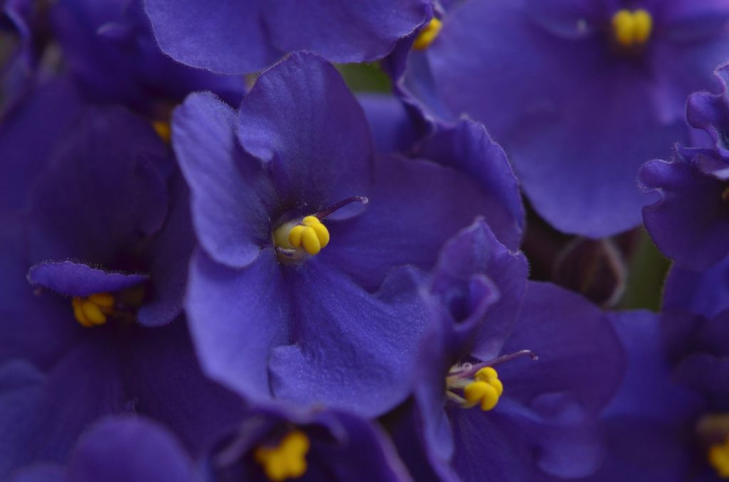 violets, flowers, plants
