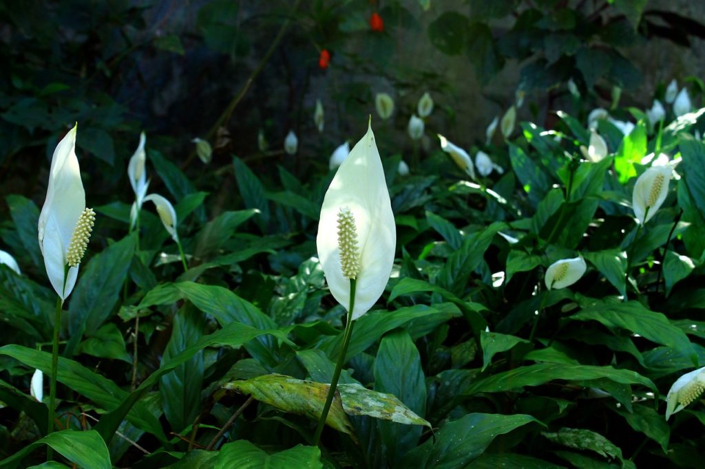 peace lily, spathephyllum plant